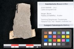 Foto (Objekt + Etikett) von Callitris brongniartii Endl. (NHMW-GEO-2024-0188-6648)